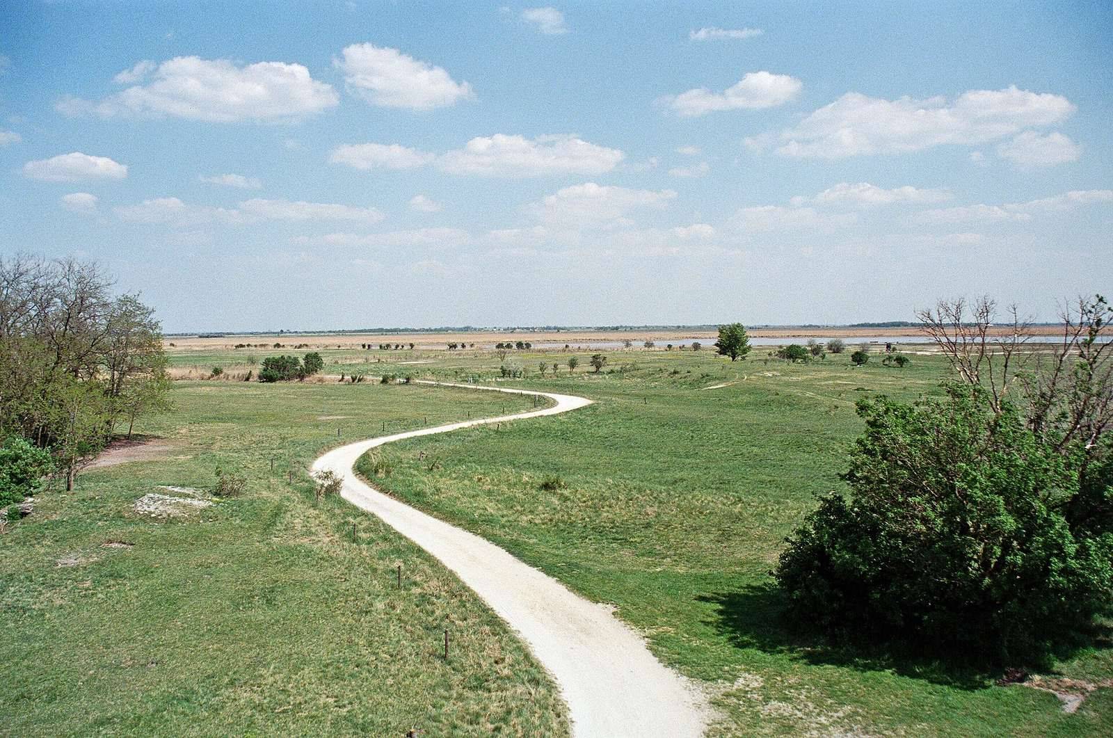 Polní cesta mezi loukami a rákosím u jezera Neusiedlersee v Seewinkelu, Burgenland